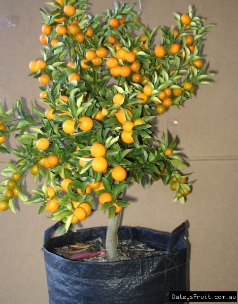 meiwa semi dwarf kumquat tree.